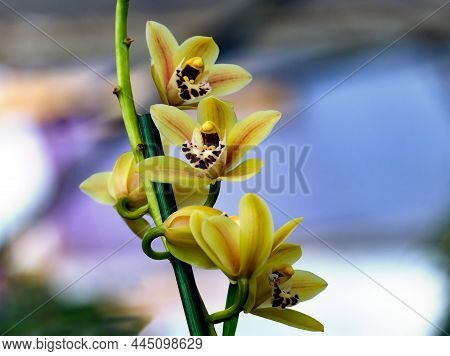 Beautiful Blooming Cymbidium Orchid In A Greenhouse (lat.- Cymbidium)