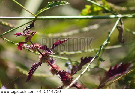 Red Gypsywort Leaves And Fruits Close-up View With Green Blurred Plants On Background