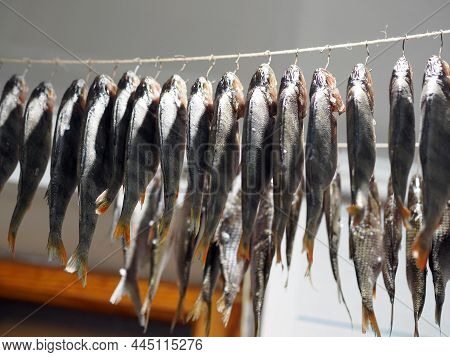 Small River Fish, Salted For Future Use, Are Dried On A Rope In A Rural House. Winter Season, Home D