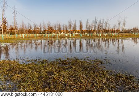 Big Tree Plantation Behind Park Next To Huge Puddle Full Of Water And Reflections