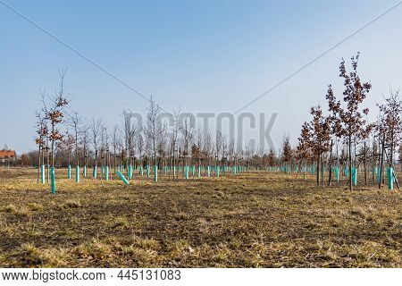 Big Tree Plantation Behind Park Next To Huge Puddle Full Of Water And Reflections