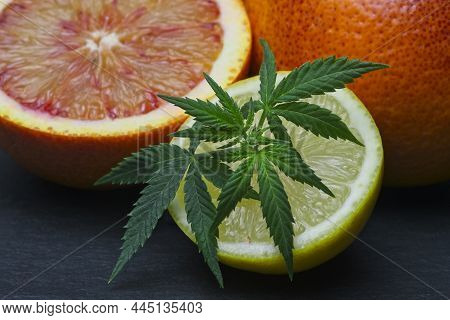 Fresh Plant Branch With Cannabis Leaves On Sliced Lemon And Red Orange. Limonene Terpene Concept On 