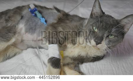 Postoperative Wounds With A Catheter In A Young Kitten.
