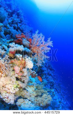 Elphinstone Reef