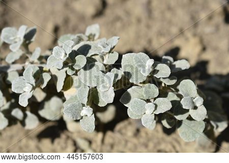 Liquorice Plant Leaves - Latin Name - Helichrysum Petiolare