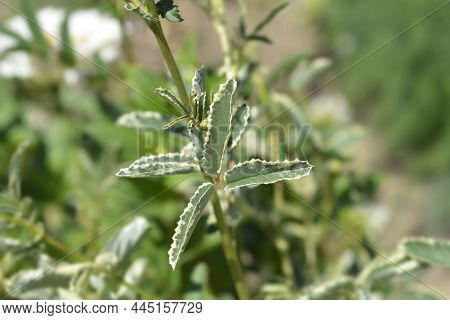Great Burnet Shiro-fukurin Leaves - Latin Name - Sanguisorba Officinalis Shiro-fukurin