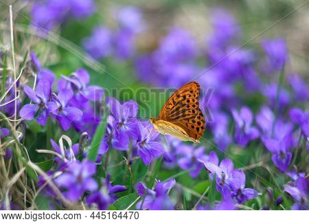 Violet Flowers Viola Canina And Orange Butterfly In Spring In Forest