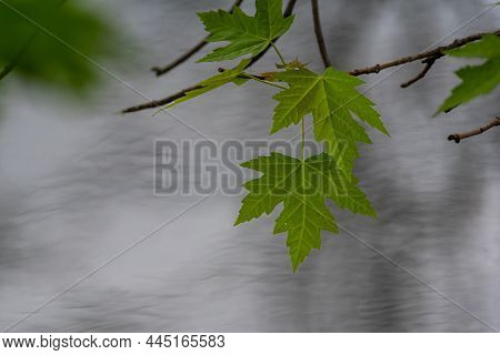 Young Green Maple Leaves With Defocused Water In The Background