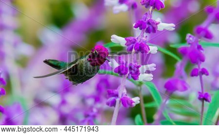 Hummingbird Eating Breakfast From Purple Flowers, Lompoc, California