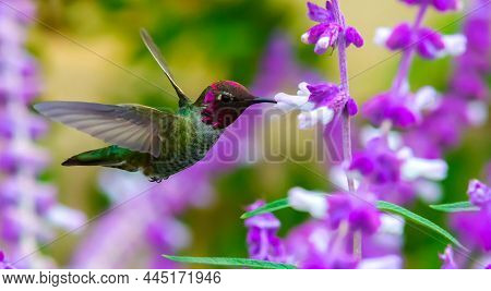 In The Still Of The Moment, Hummingbird At Breakfast, Lompoc California