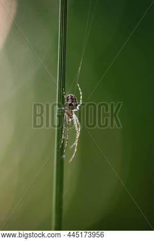 A Cross Spider In Its Web. Portrait Of A Garden Cross Spider.