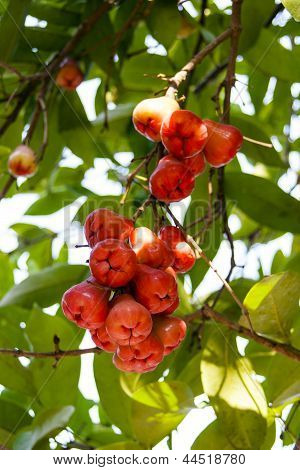 Banda Syzygium Samarangense.