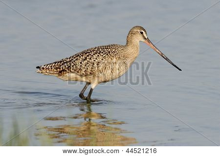 Marmoreret Godwit