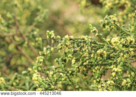Thymelaea Hirsuta Mediterranean Plant In The Mountain In Spain