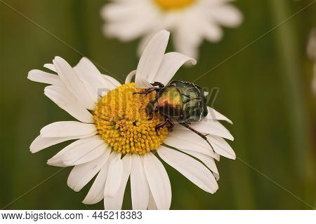 Closeup On The Metallic Shiny European Rose Chafer, Cetonia Aurata, Sitting A White Flower Of Leucan