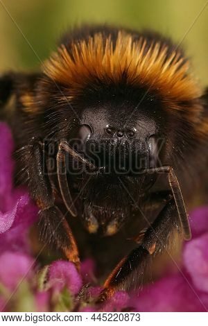 Detailed Vertical Close Up On The Black Cuckoo-bumble Bee, Bombus Vestalis, Sitting On A Purple Flow