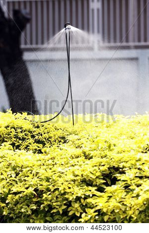 ป้องกันอัคคีภัยรดน้ำดอกไม้สีเหลือง