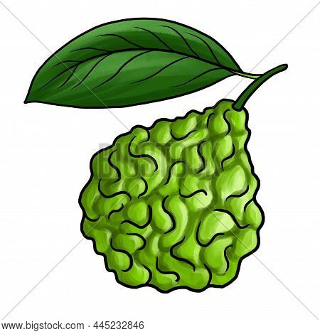 Drawing Bergamot Orange Fruit, Citrus Bergamia, Isolated At White Background, Hand Drawn Illustratio