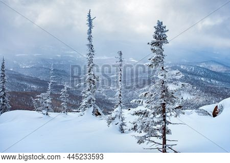 View Of Ski Resort Sheregesh From Utya Mountain. Snowdrifts And Snow-covered Trees In Fluffy Snow, S