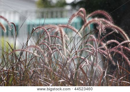 The Pennisetum Grass.