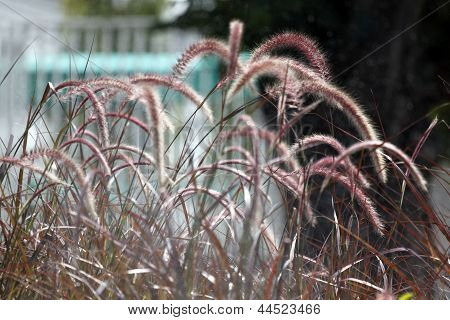 The Pennisetum Grass.