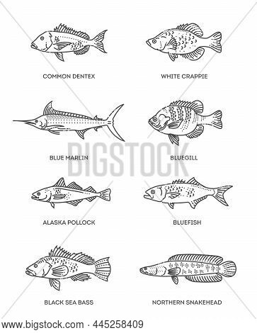 Set Of Vector Outline Fish Icons. Vector Flat Collection
