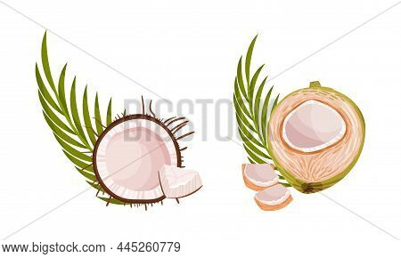 Green Coconut With Long Pinnate Palm Leaf And White Inner Flesh Vector Set