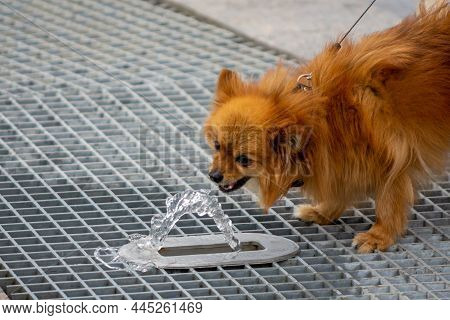 Cute Breed Of Dog Pomeranian Spitz Quenches Thirst From A Street Fantan, Photo Was Taken On A Cloudy