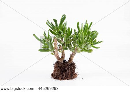 Jade Plant \'gollum\' (crassula Ovata) Houseplant Out Of A Pot On White Background