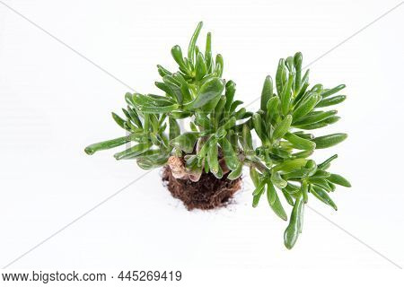 Jade Plant \'gollum\' (crassula Ovata) Houseplant Out Of A Pot On White Background