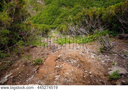 Landslide Through Jungle Forest - Eartch Avalanche After Rain.