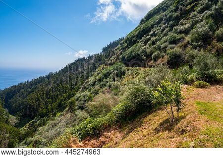 Spectacular Forest Panorama With Slopes Running All The Way Into The Sea.