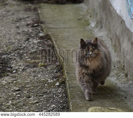A Shaggy Big House Cat Runs Down The Street Right At Me
