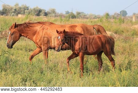 Horses Graze In Beautiful Field Meadows. Close-up View Of A Horse Eating Grass. Volga Delta. Astrakh