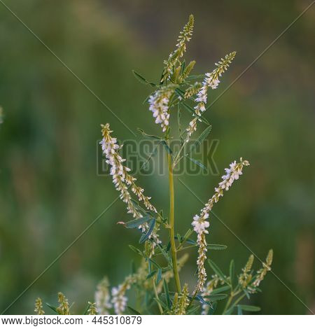 The Plant Is A White Clover Or White Melilot In A Meadow