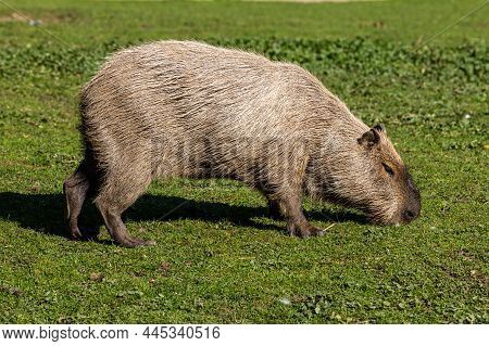 The Capybara, Hydrochoerus Hydrochaeris Is A Mammal Native To South America. It Is The Largest Livin