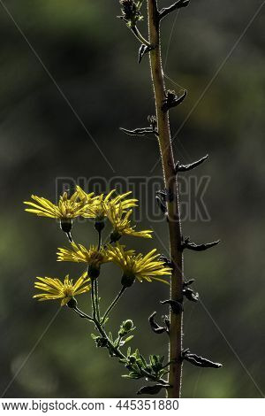 Yellow Flowers Of Inula Subaxillaris, Golden Aster Closeup On A Blurred Dark Background. Selective F