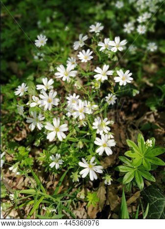 Forest Starfish. Delicate White Flowers In The Forest. Antidiabetic Agent, Natural Sweetener. Beauti