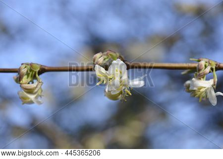 Winter Flowering Honeysuckle Flowers - Latin Name - Lonicera Fragrantissima