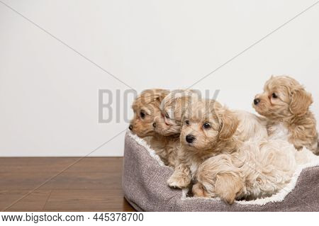 Beautiful And Cute Puppies Playing In A Dog Crib. Maltipu Puppies