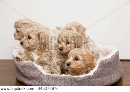 Beautiful And Cute Puppies Playing In A Dog Crib. Maltipu Puppies