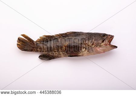 Raw Fish_freshwater Fish