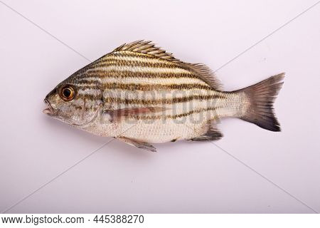 Raw Fish_freshwater Fish