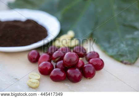 Red Ripe Arabica Coffee Berries, Green Coffee Beands, Leaves And Roasted Ground Coffee In Bowl
