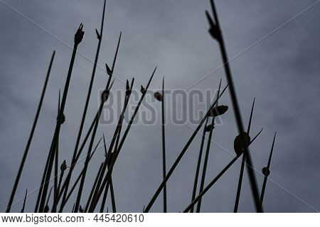 Silhouette Of The Spikerush Or Locally Known As Rumput Purun Or Kercut With The Sky As The Backgroun