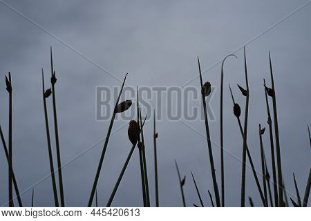 Silhouette Of The Spikerush Or Locally Known As Rumput Purun Or Kercut With The Sky As The Backgroun