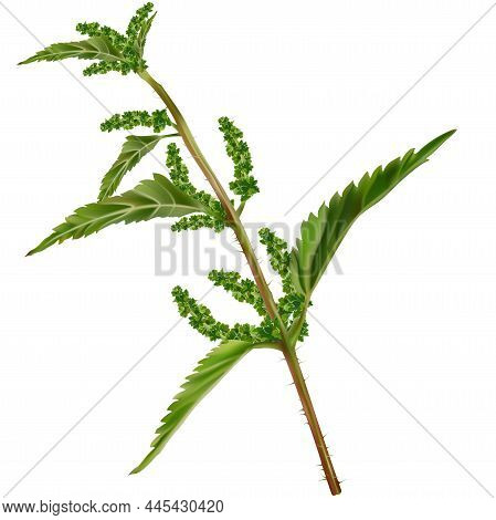 Green Twig Of Nettle (urtica Dioica) - Colored And Detailed Illustration Isolated On White Backgroun