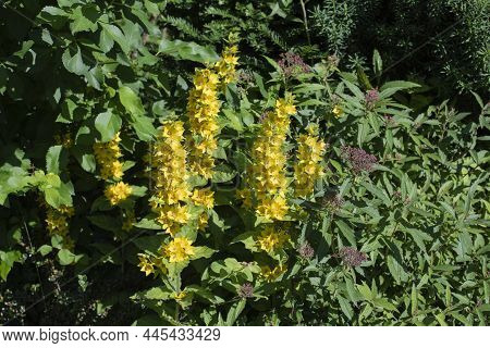 Yellow Flower Of A Spooted Loosestrife With Japanese Meadowsweet In Morning Sunlight