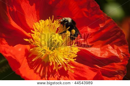 บัมเบิลบี Stamens เหลืองส้มปี้