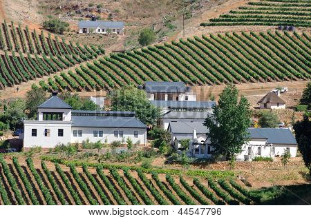 Vineyards Of Stellenbosch Wine Region Outside Of Cape Town South Africa.